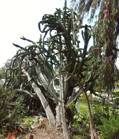 Giant Catus Plant