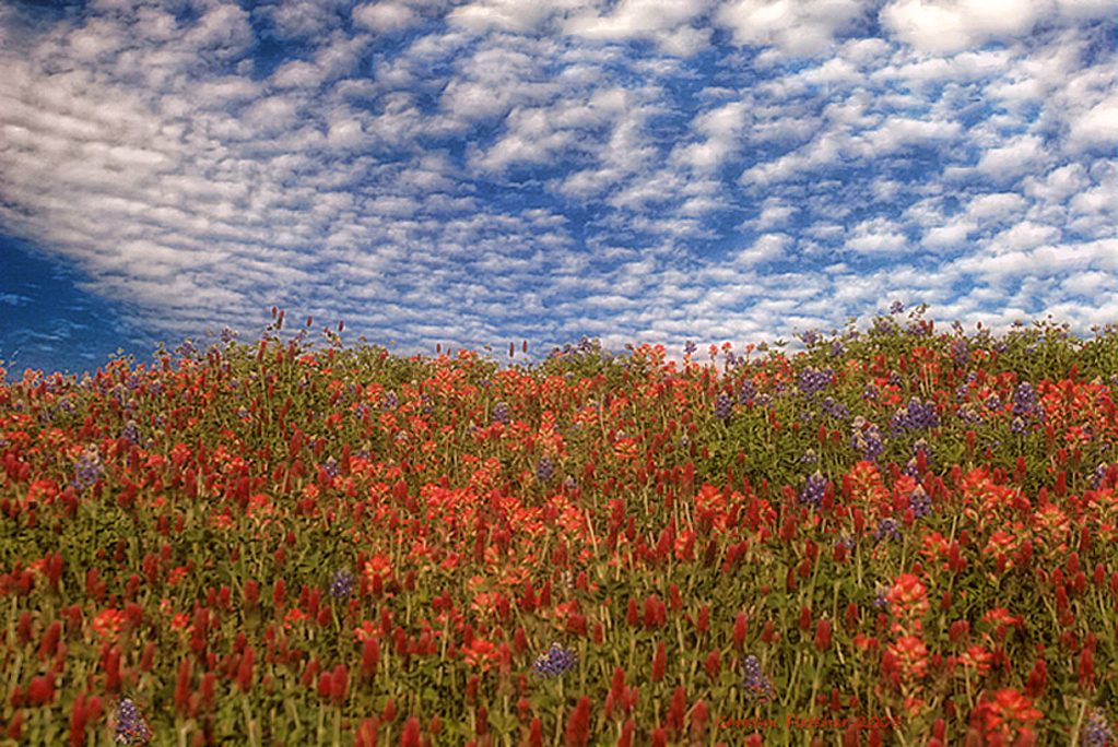 A Super Bloom For Sure