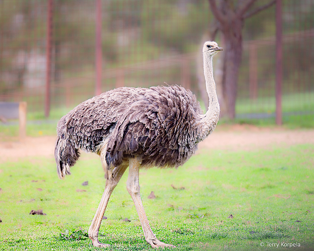 Ostrich - ID: 16112353 © Terry Korpela