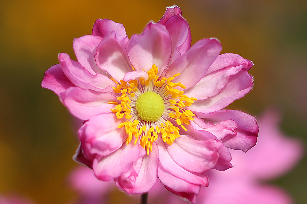 Pink Anemone