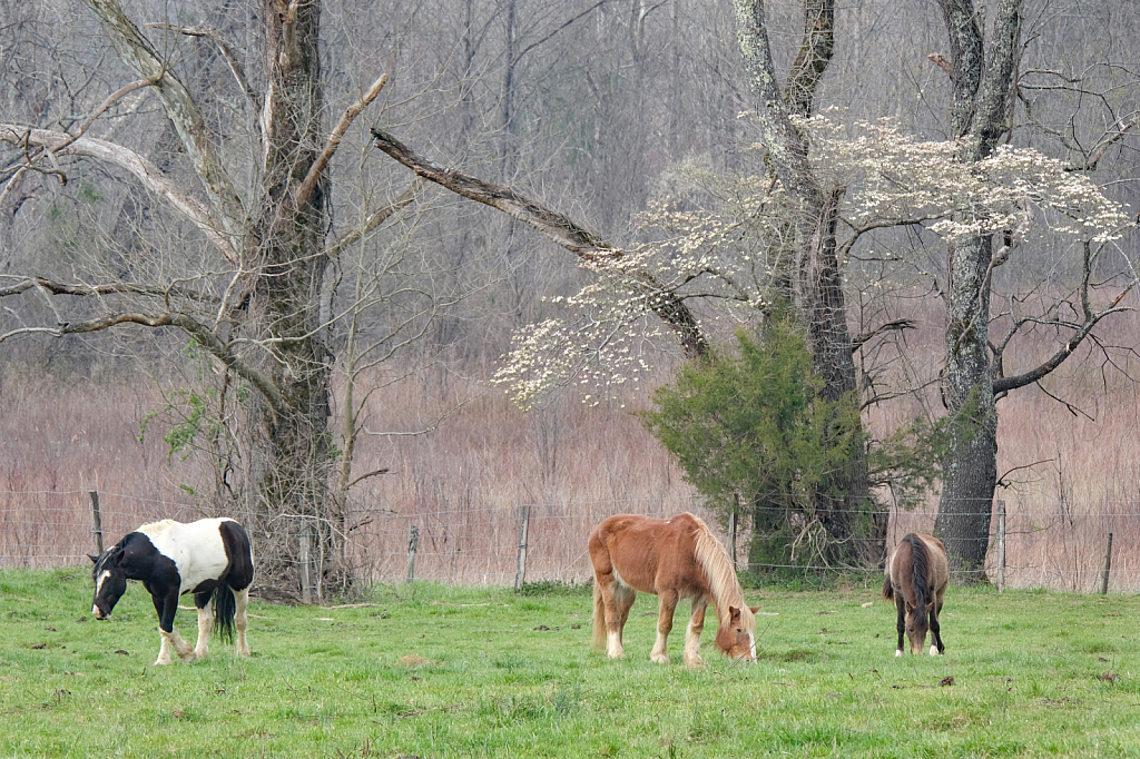 Horses, Dogwood