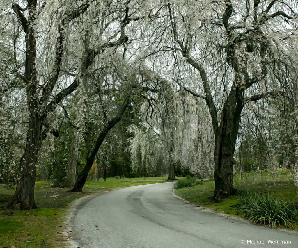 Cherry Grove - ID: 16112390 © Michael Wehrman