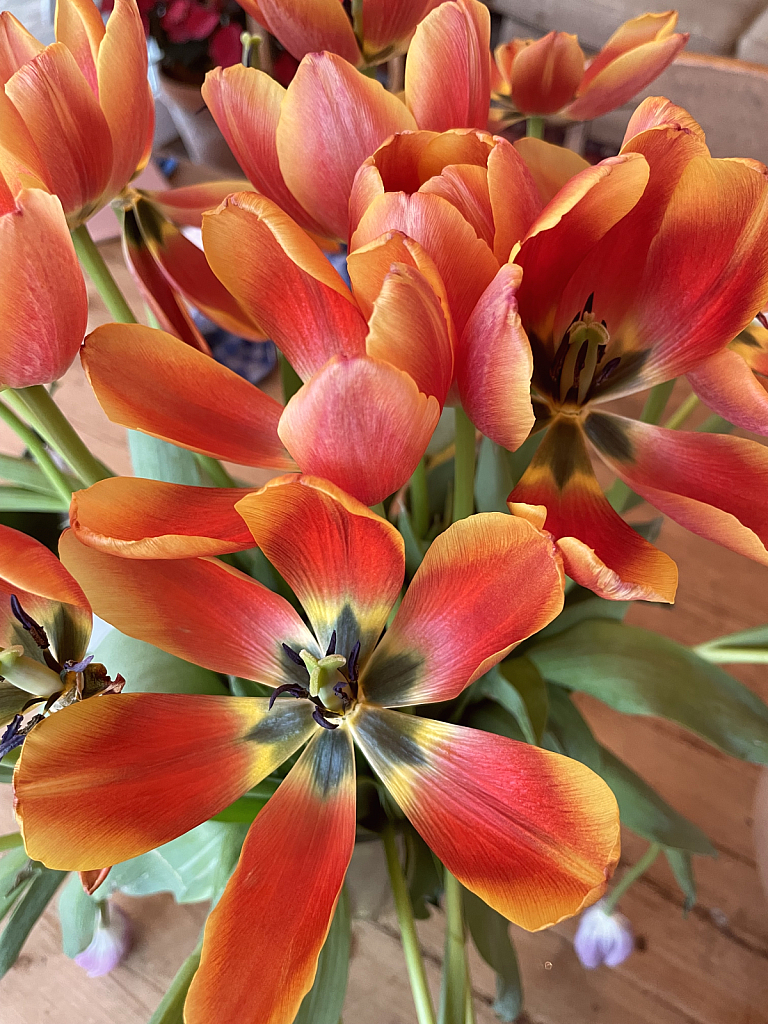 Another Bunch of Tulips