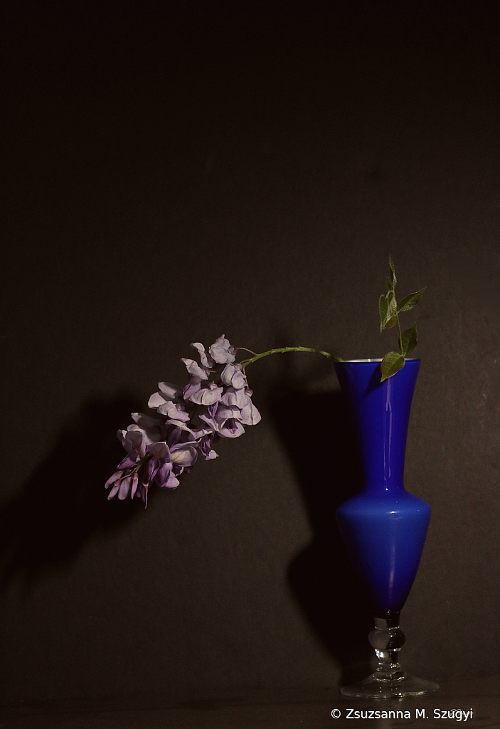 Wisteria in vase