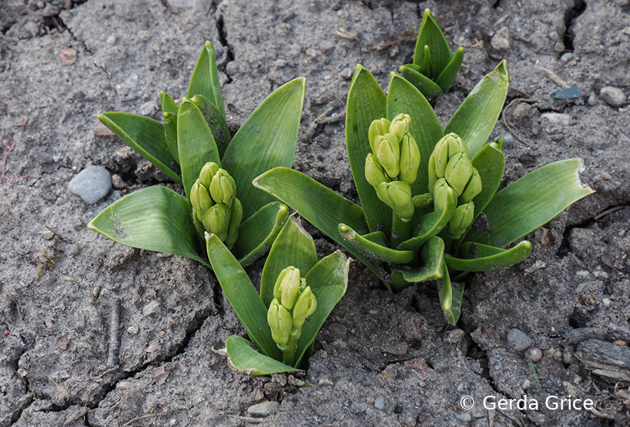 Pushing Up Through Arid Soil