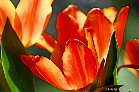 tantalizing tulips...