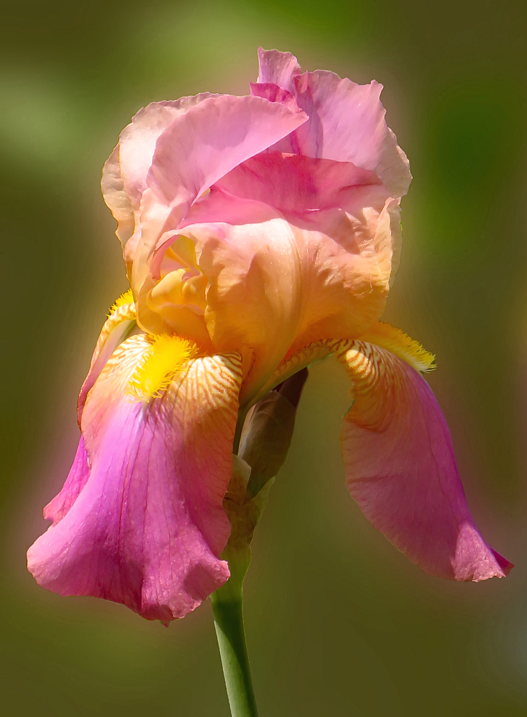 Pretty Colored Iris 2