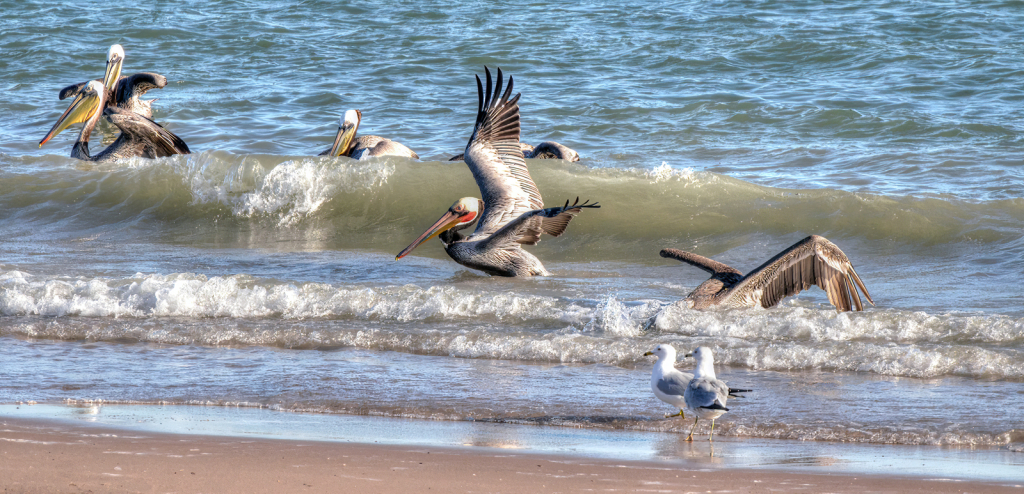 Feeding Frenzy