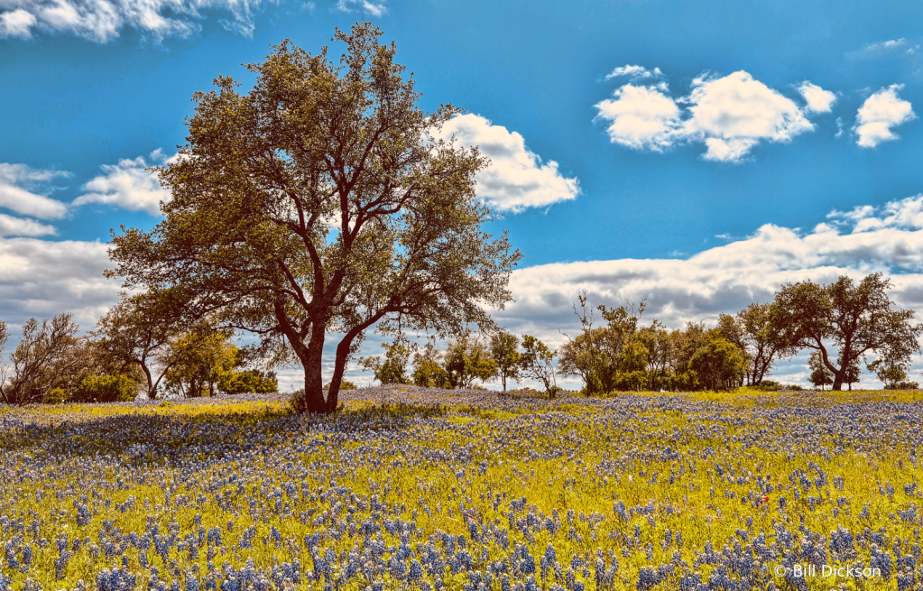 Season for BlueBonnets