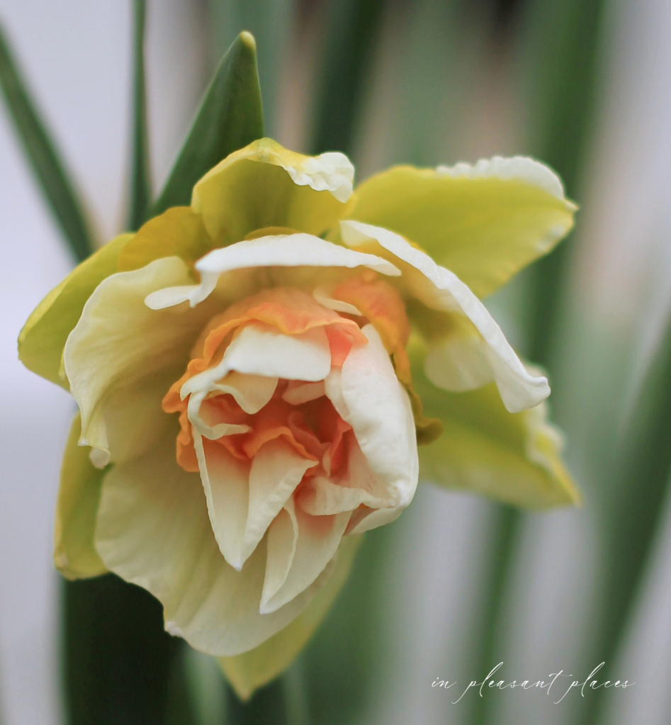 Sweet Ocean Daffodil