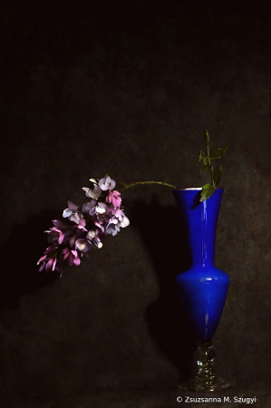 Wisteria in vase