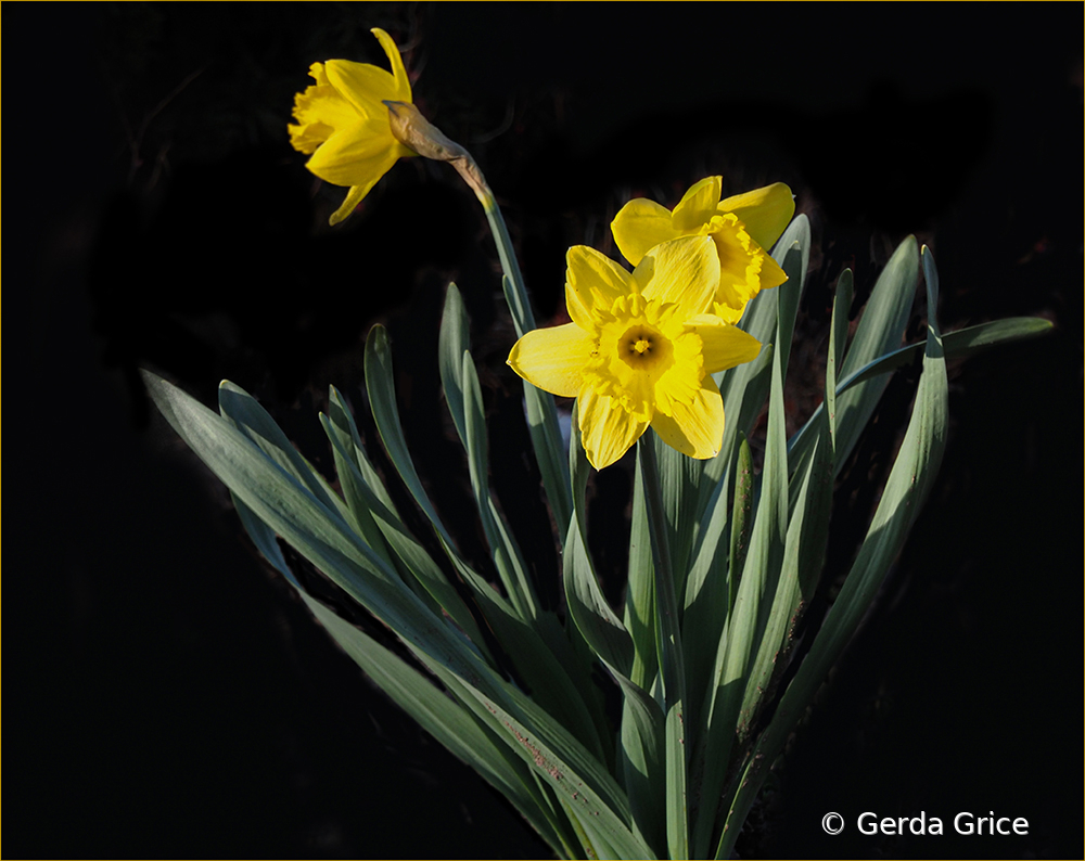 Daffodils