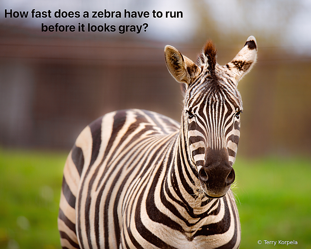 Zebra Quote - ID: 16112557 © Terry Korpela
