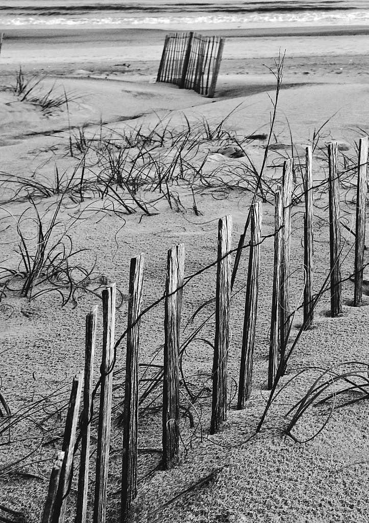 Dune Fences