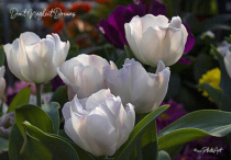 April 2024 Photo Contest 2nd Place Prize Winner