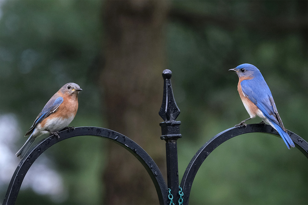 Bluebird Pair