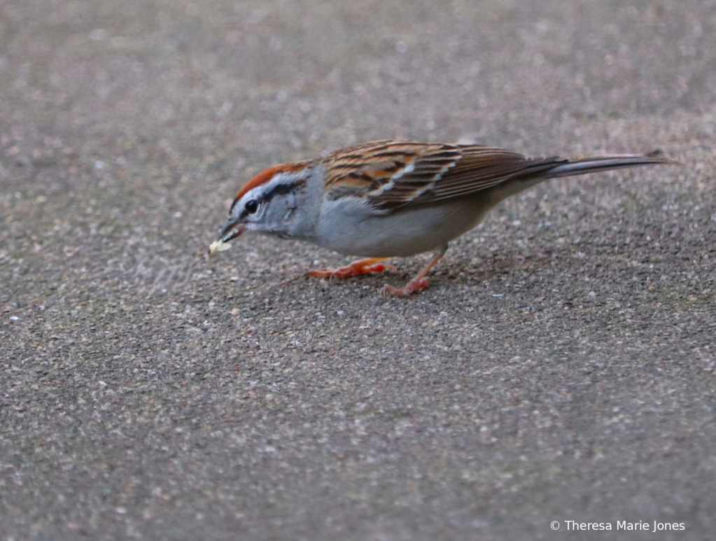Chipping Sparrow - ID: 16112680 © Theresa Marie Jones