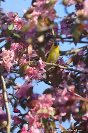 Goldfinch in Crab Apple Tree