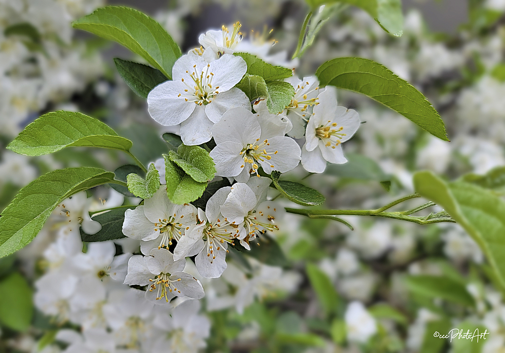 Dogwood Delight - ID: 16112690 © Candice C. Calhoun