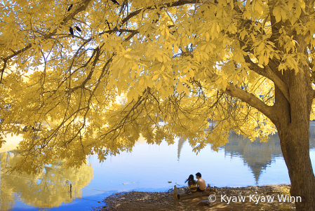 Under the Tree