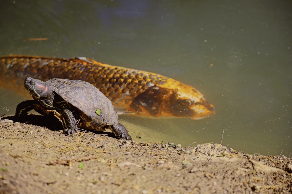 Turtle and Goldfish