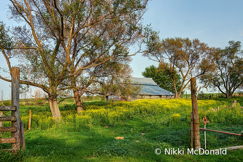 When the Wild Mustard Blooms