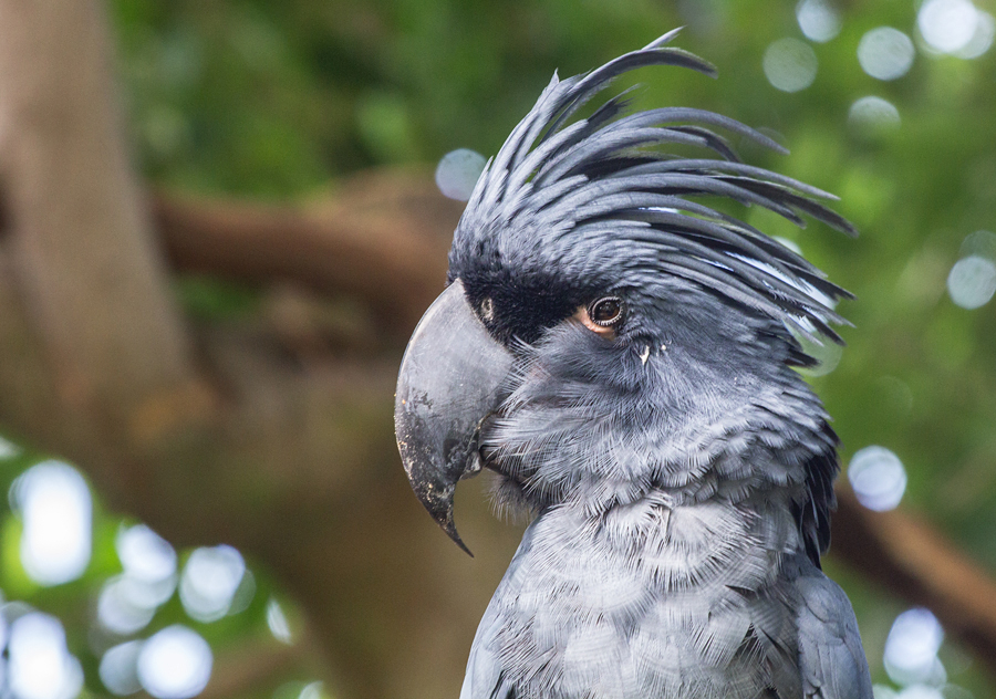 Palm Cockatoo