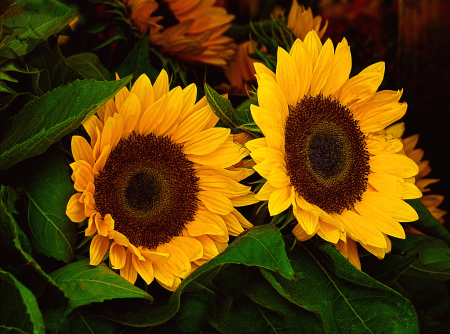 A Pretty Pair of Sunflowers