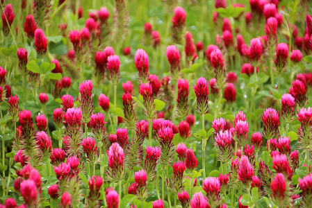 A Fine Field Of Spring Clover