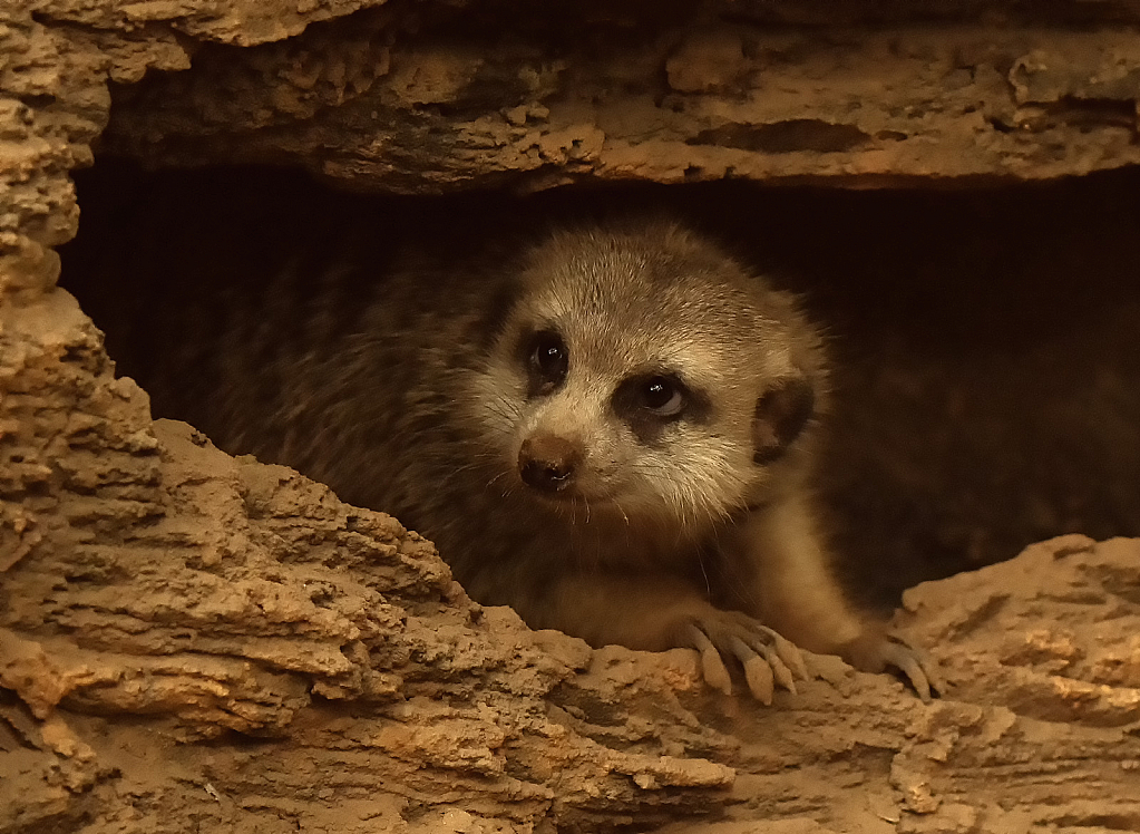 Meerkat Looking Out                          