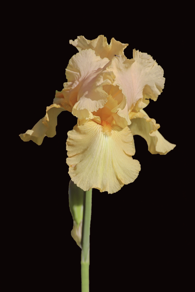 Bearded Iris on Black velvet