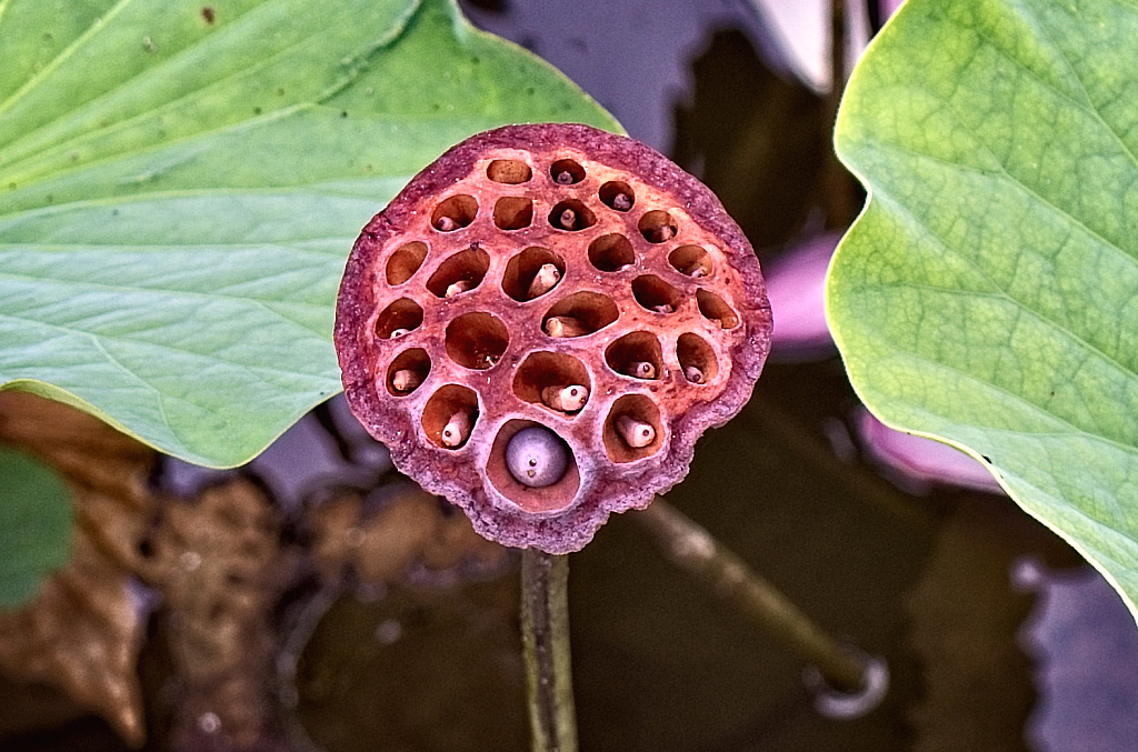 Seed Pod - Water Lily