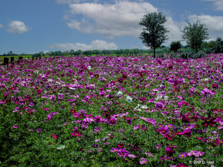 Texas Wildflower Spring