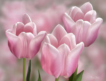 April 2024 Photo Contest 2nd Place Prize Winner