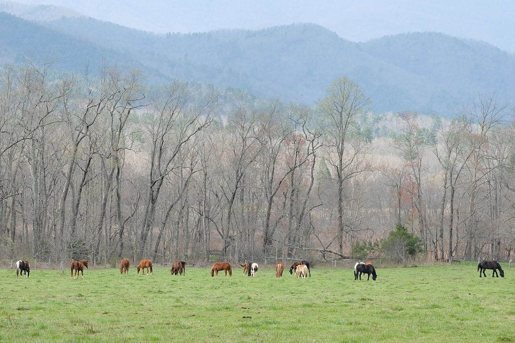 April in Eastern Tennessee