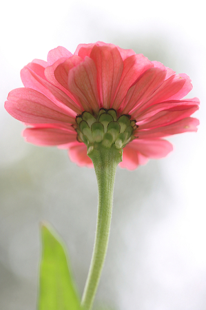 Zinnia