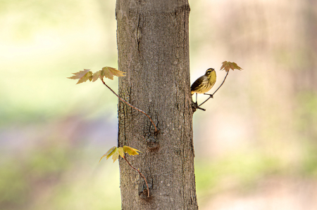 Palm Warbler in the Woods