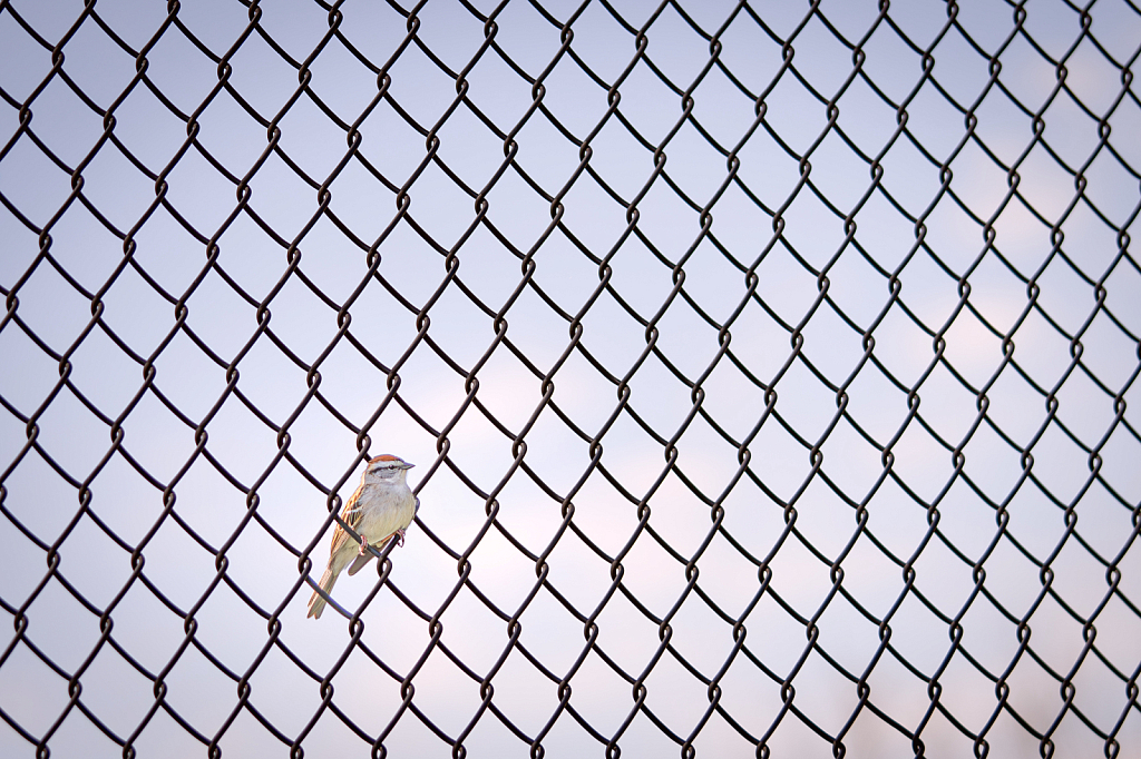 The Chipping Sparrow and the Fence