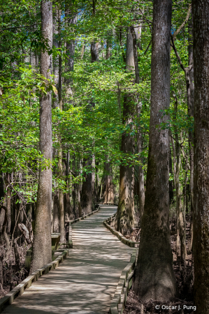 Cypress Swamp Walk