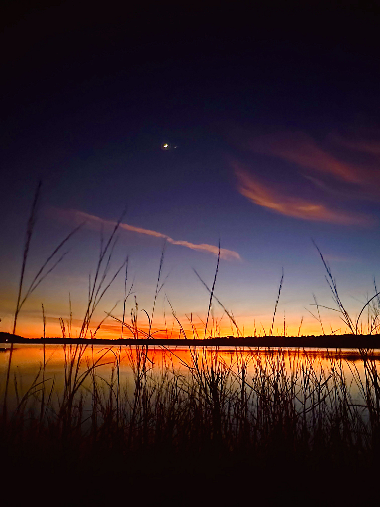 Crescent moon from behind the reeds - ID: 16112809 © Elizabeth A. Marker