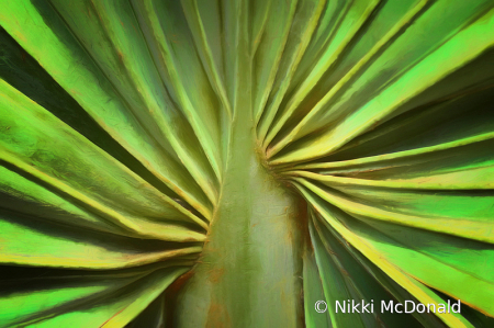 Fan Palm Abstract