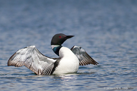 Common Loon Flapping