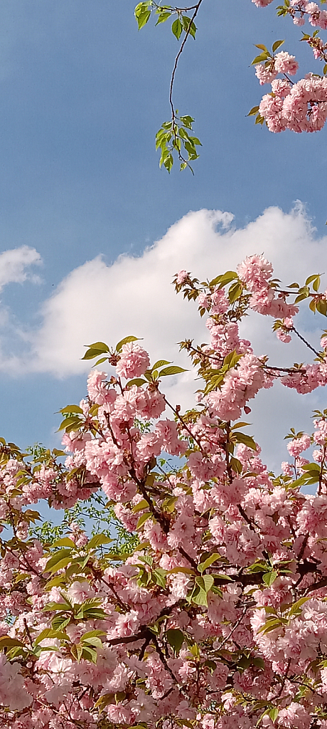 Spring Tree Blooms