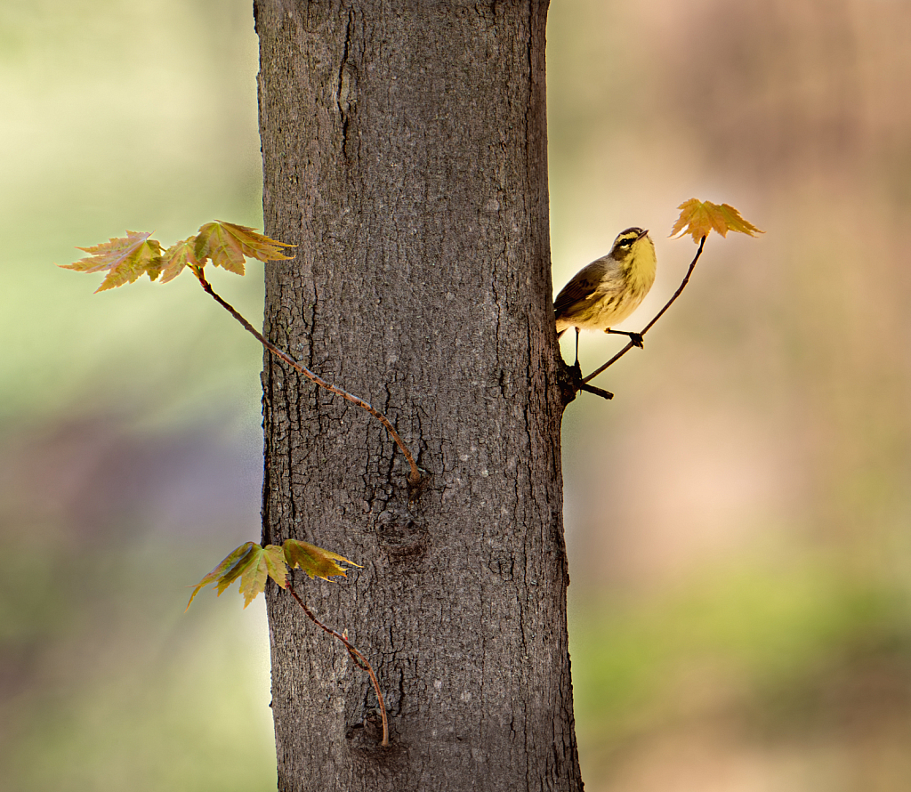 First Palm Warbler of the Season