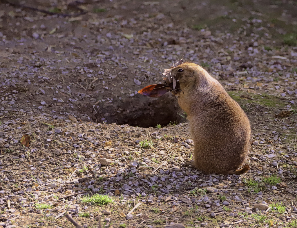 Prairie dog gathering leaves and storing them