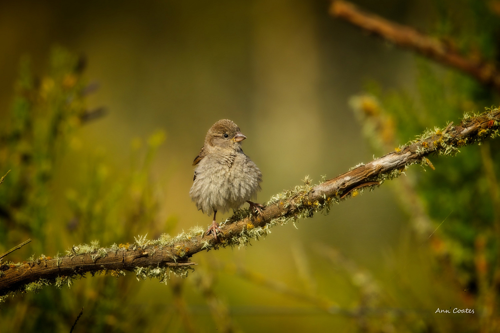 All fluffed up