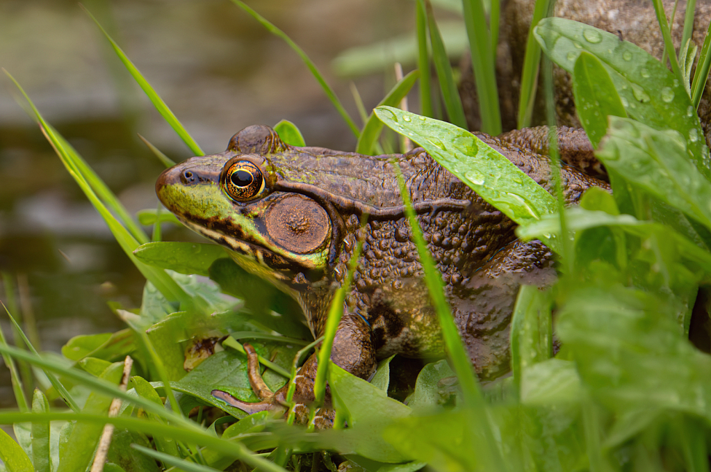 Splendor in the Grass