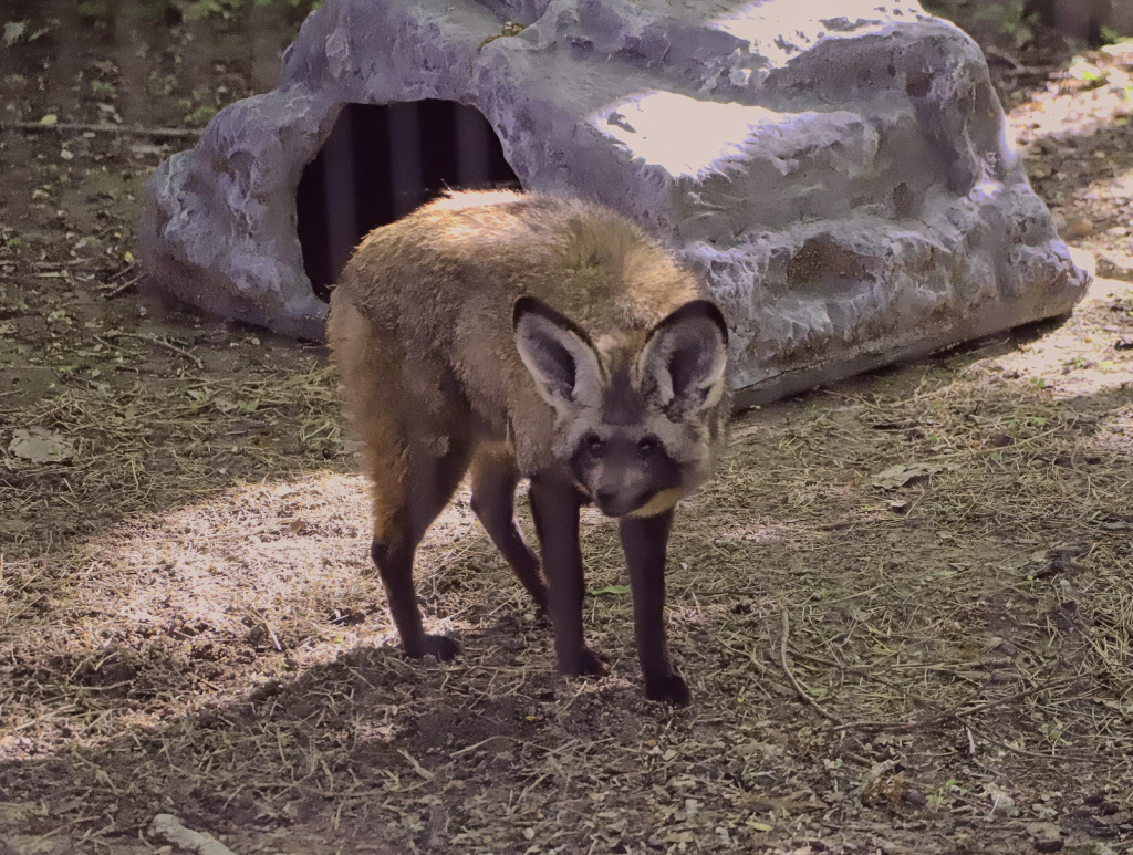 Bat-eared Fox 