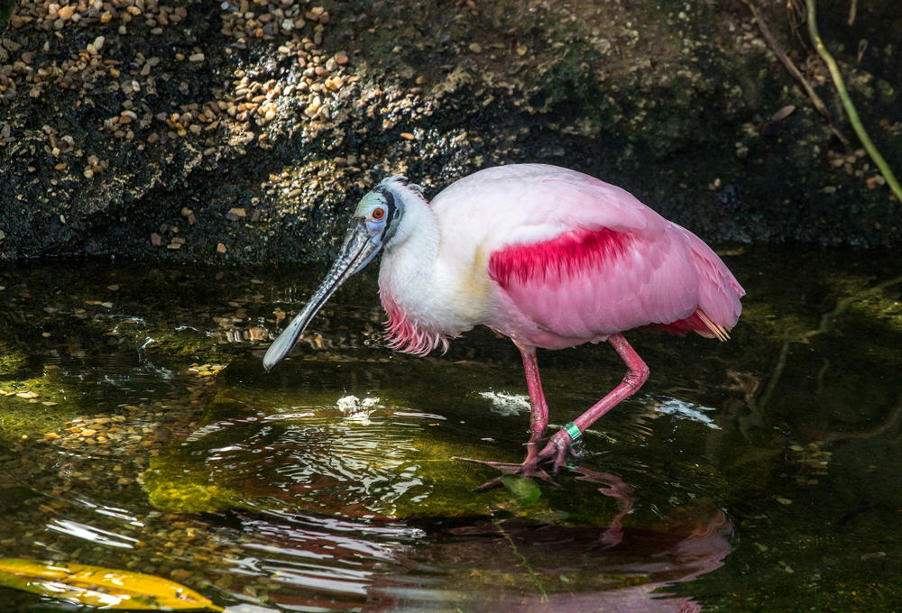 Roseate Spoonbill