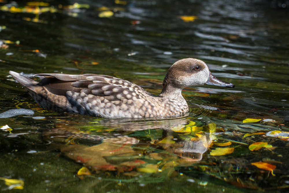 Marbled Teal 